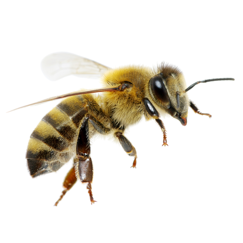 Bee venom