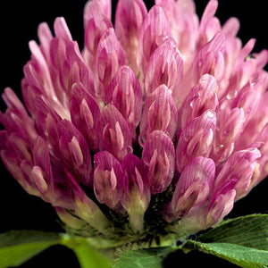Red clover