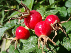 Black cohosh