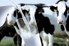 Whey Isolate Protein